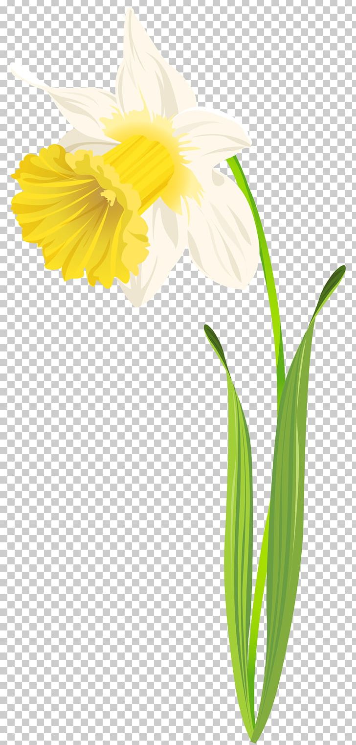 Daffodil Flower PNG, Clipart, Amaryllis, Amaryllis Family, Blog, Cut Flowers, Daffodil Free PNG Download