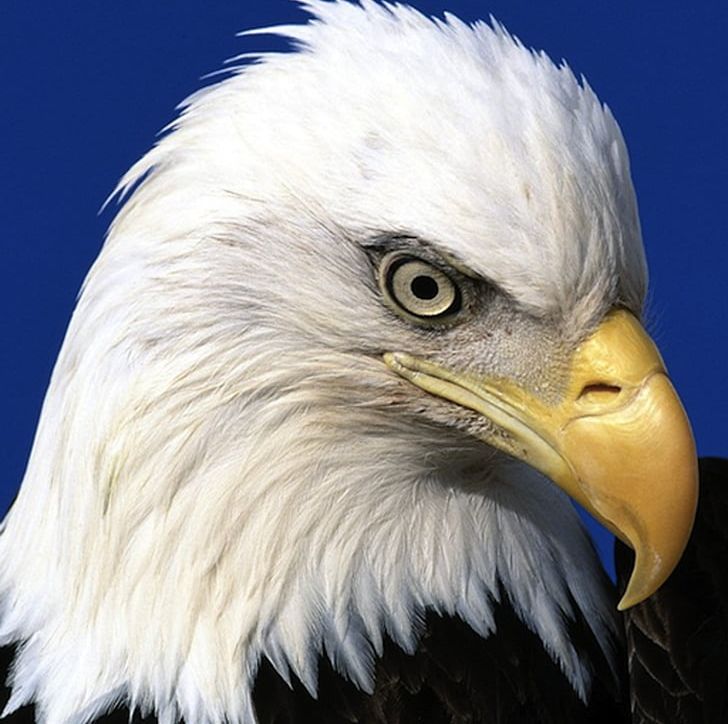 Bald Eagle United States Bird Of Prey Jigsaw Puzzles PNG, Clipart, Accipitridae, Accipitriformes, Animals, Arctic Tern, Bald Eagle Free PNG Download