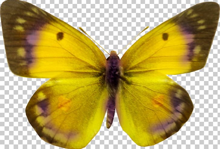 Butterfly PNG, Clipart, Arthropod, Background, Backing, Brush Footed Butterfly, Butterflies And Moths Free PNG Download