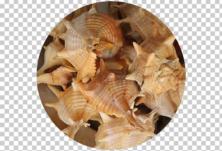 Cockle Sea Snail Shellfish Restaurante Senhor Peixe Seashell PNG, Clipart, Animals, Animal Source Foods, Cherne Altovise, Clam, Clams Oysters Mussels And Scallops Free PNG Download