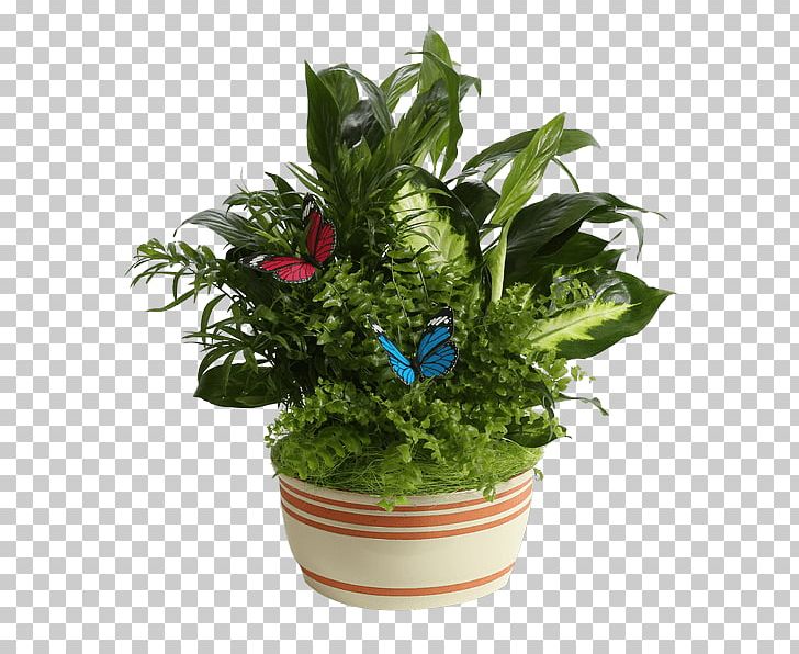 Connells Maple Lee Flowers & Gifts Cut Flowers Plant PNG, Clipart,  Cactaceae, Ceramic, Connells Maple Lee