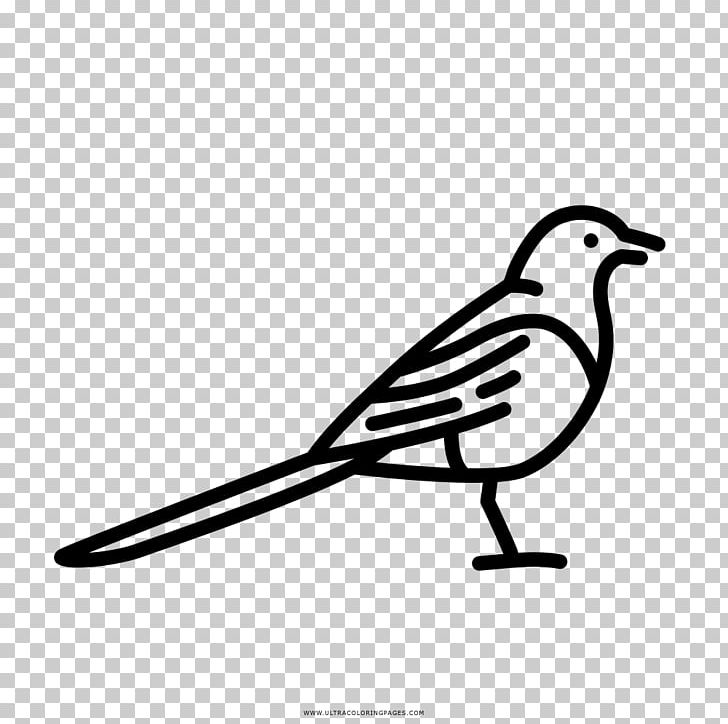 Drawing Coloring Book Watercolor Painting Ausmalbild PNG, Clipart, Ausmalbild, Beak, Bird, Black And White, Branch Free PNG Download