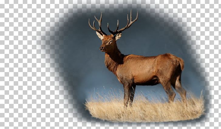 Elk Reindeer Cattle Antler Wildlife PNG, Clipart, Animal, Antler, Cartoon, Cattle, Cattle Like Mammal Free PNG Download