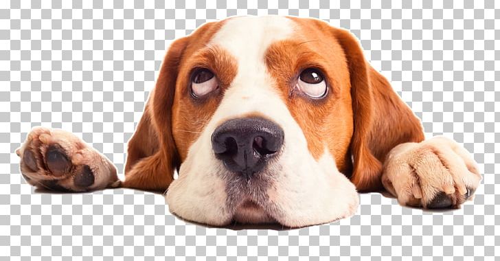 Puppy Beagle Cat Pet Sitting PNG, Clipart, Animal, Animals, Basset Artesien Normand, Basset Hound, Companion Dog Free PNG Download