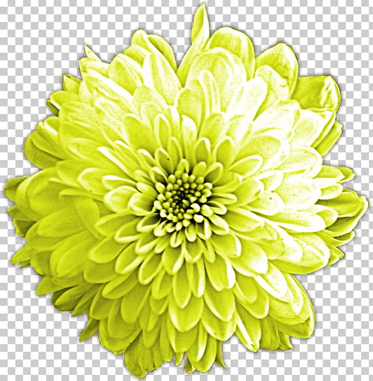 Chrysanthemum Dahlia Cut Flowers Petal PNG, Clipart, Annual Plant, Chai, Chrysanthemum, Chrysanths, Cut Flowers Free PNG Download