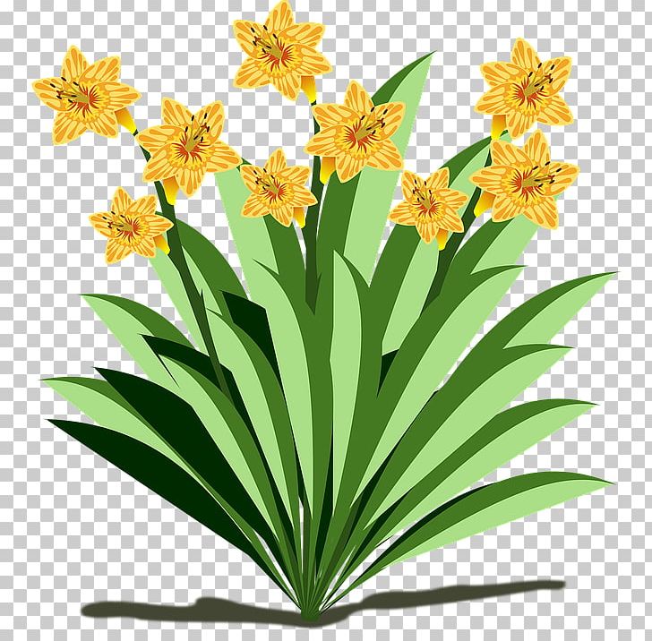Flowering Plant Flowering Plant PNG, Clipart, Amaryllis Family, Art, Clip, Dahlia, Description Free PNG Download