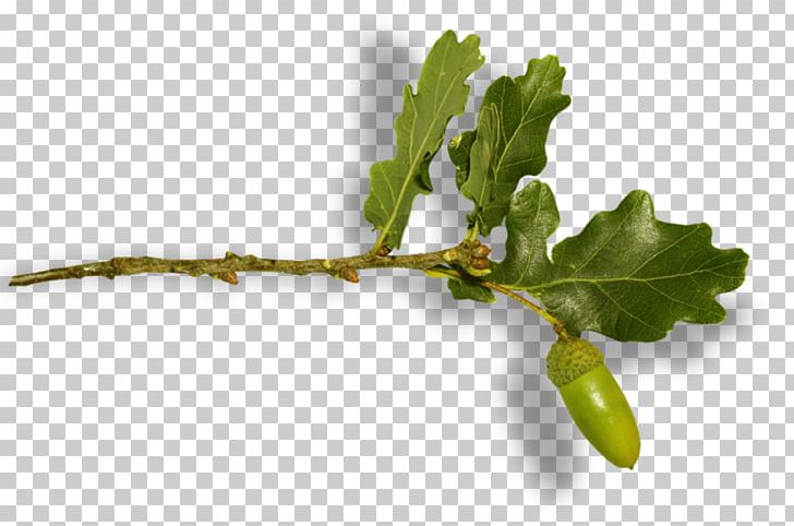 Leaf Twig Fruit PNG, Clipart, Branch, Download, Echinacea, Encapsulated Postscript, Fruit Free PNG Download