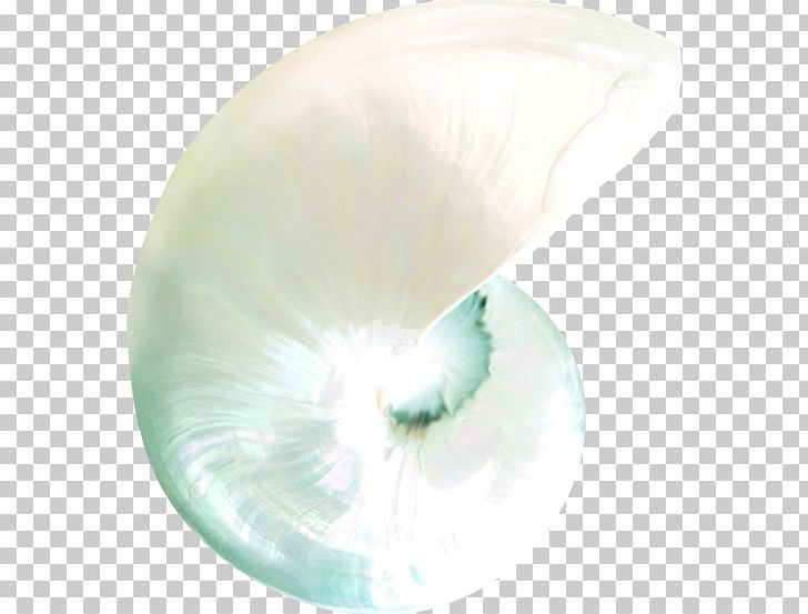 Shell PNG, Clipart, Download, Egg Shell, Encapsulated Postscript, Kind, Molluscs Free PNG Download