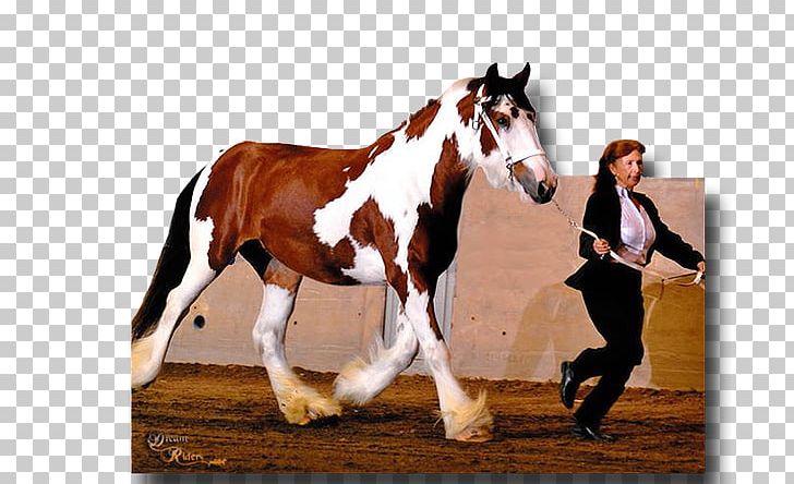 Stallion Mustang Gypsy Horse American Drum Horse PNG, Clipart, American Drum Horse, Bit, Bridle, Dachshund, Foals Free PNG Download