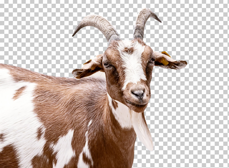 Goat Feral Goat Feral Snout PNG, Clipart, Feral, Feral Goat, Goat, Snout Free PNG Download