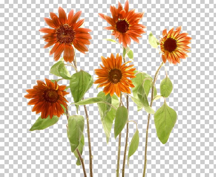 Common Sunflower Color Raster Graphics PNG, Clipart, Annual Plant, Asteraceae, Chrysanthemum, Chrysanthemum Indicum, Color Free PNG Download