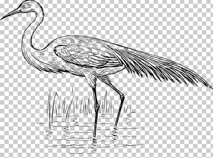 Heron Bird Crane Great Egret PNG, Clipart, Animals, Artwork, Beak, Bird, Black And White Free PNG Download