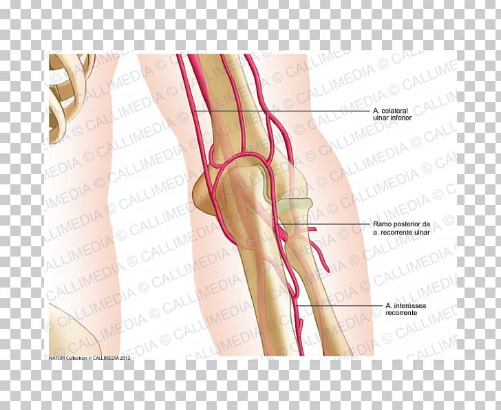 Thumb Elbow Artery Human Anatomy PNG, Clipart, Abdomen, Active Undergarment, Anatomy, Arm, Artery Free PNG Download