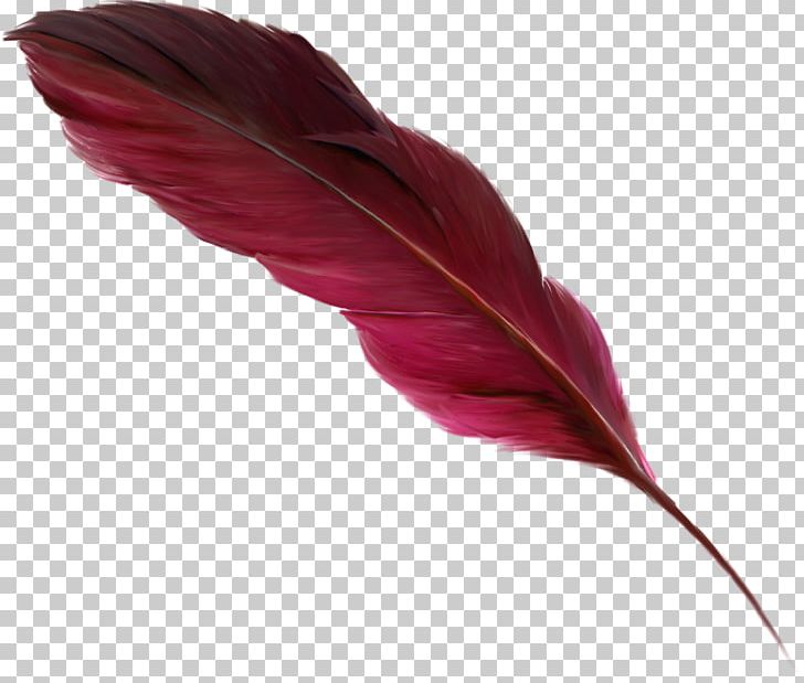 Feather PNG, Clipart, Animals, Computer Icons, Computer Software, Download, Editing Free PNG Download