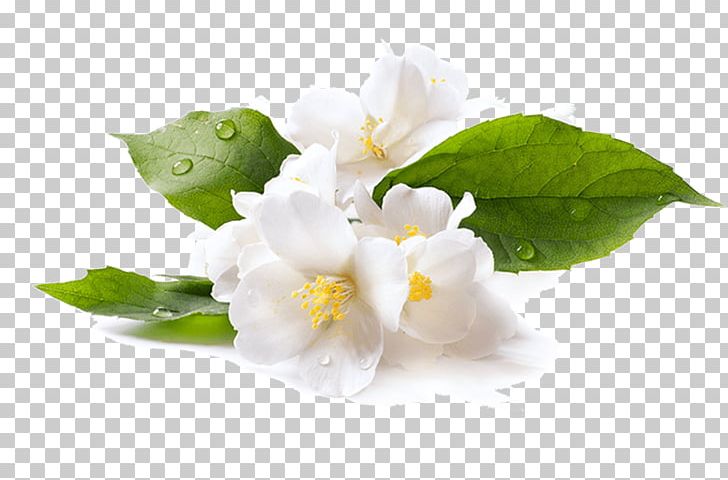 Flowering Tea White Tea Oolong Green Tea PNG, Clipart, Arabian Jasmine, Blossom, Fermented Tea, Flower, Flowering Plant Free PNG Download