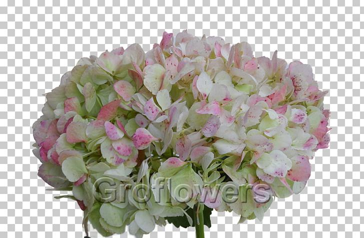 Oakleaf Hydrangea French Hydrangea Pink Green Rose PNG, Clipart, Annual Plant, Artificial Flower, Color, Cornales, Cut Flowers Free PNG Download
