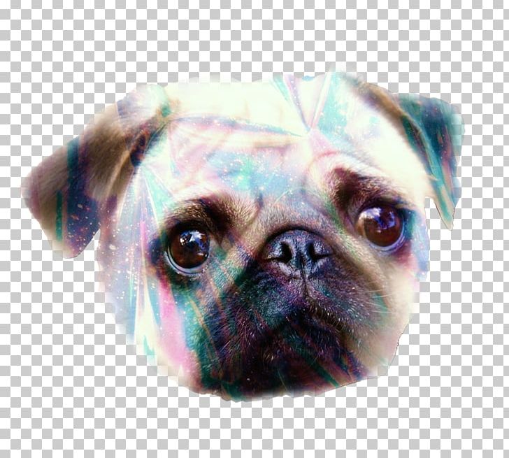 Pug Puppy Dog Breed Snout Canidae PNG, Clipart, Animal, Animals, Canidae, Carnivoran, Companion Dog Free PNG Download