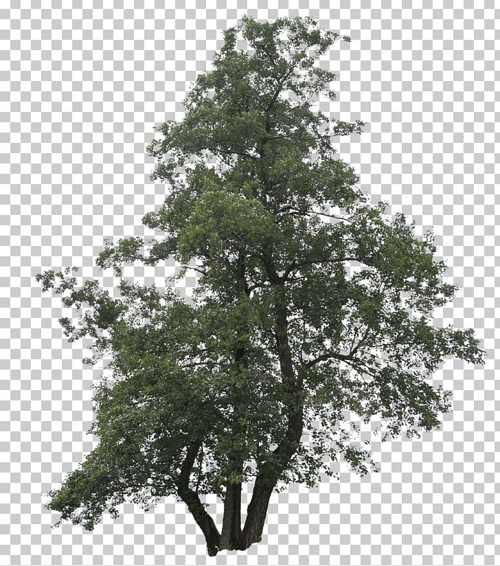 Shrub Tree Plant Pine PNG, Clipart, Acer Nigrum, Architecture, Branch, Cut, Cut Out Free PNG Download