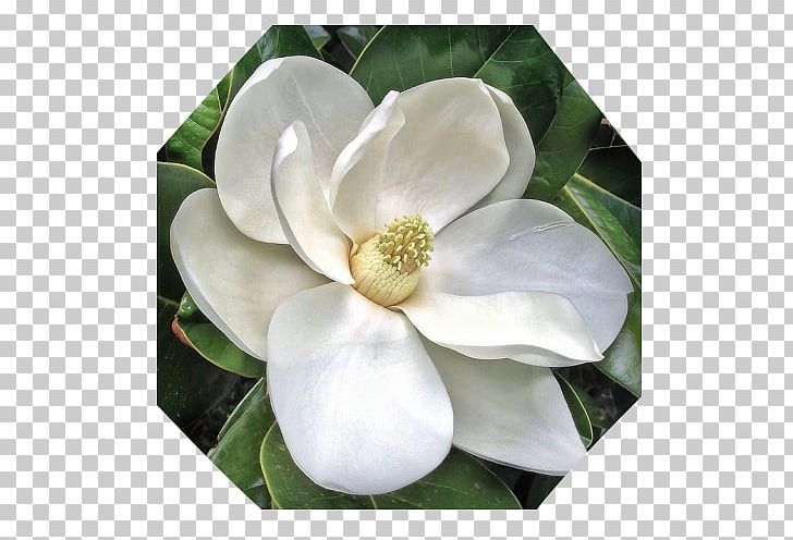 Southern Magnolia Star Magnolia Chinese Magnolia Flower Sweetbay Magnolia PNG, Clipart, Chinese Magnolia, Dogwood, Evergreen, Flower, Flowering Plant Free PNG Download