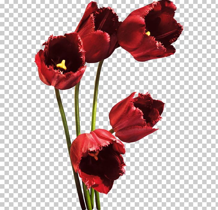 Tulip Red Petal Flower Bouquet PNG, Clipart, Artificial Flower, Branch, Cut Flowers, Floristry, Flower Free PNG Download