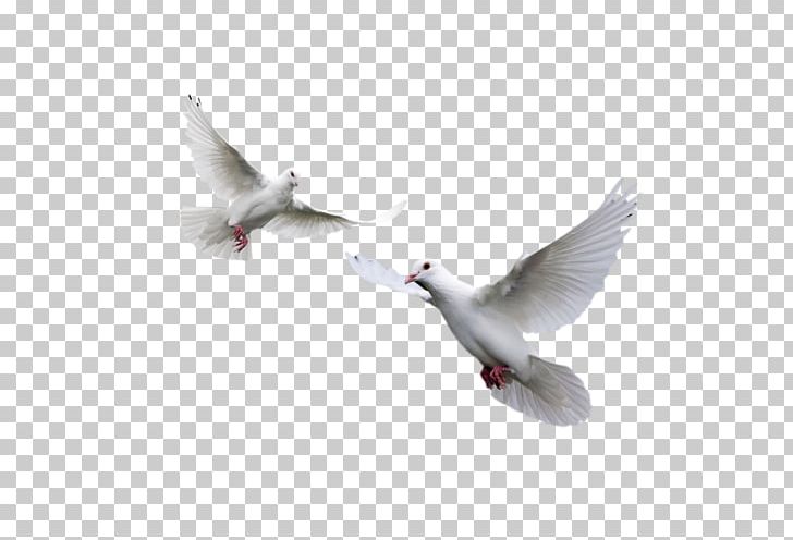 Columbidae Rock Dove Homing Pigeon Bird PNG, Clipart, Animal, Animals, Beak, Beyaz Guvercin, Bird Free PNG Download