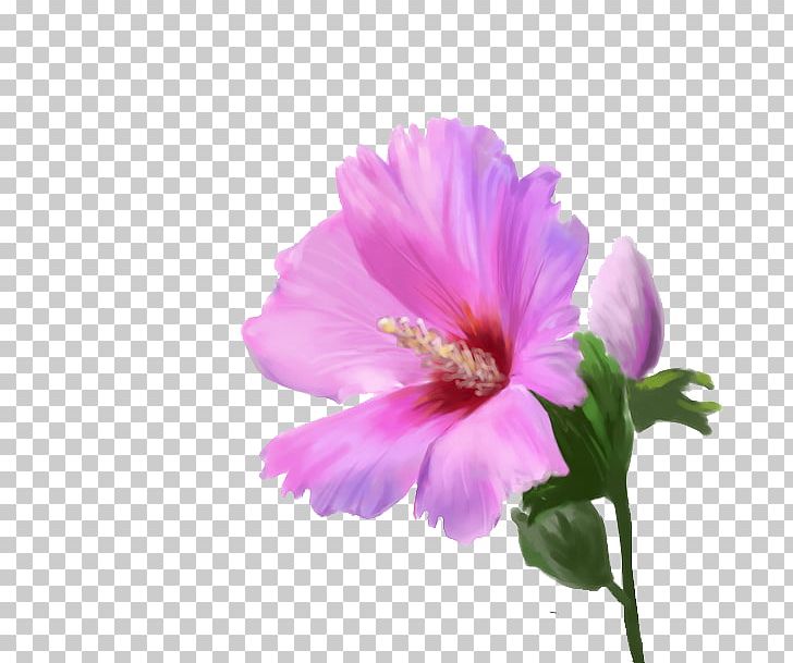 Flower Pink Computer File PNG, Clipart, Annual Plant, Color, Cosmos, Designer, Euclidean Vector Free PNG Download