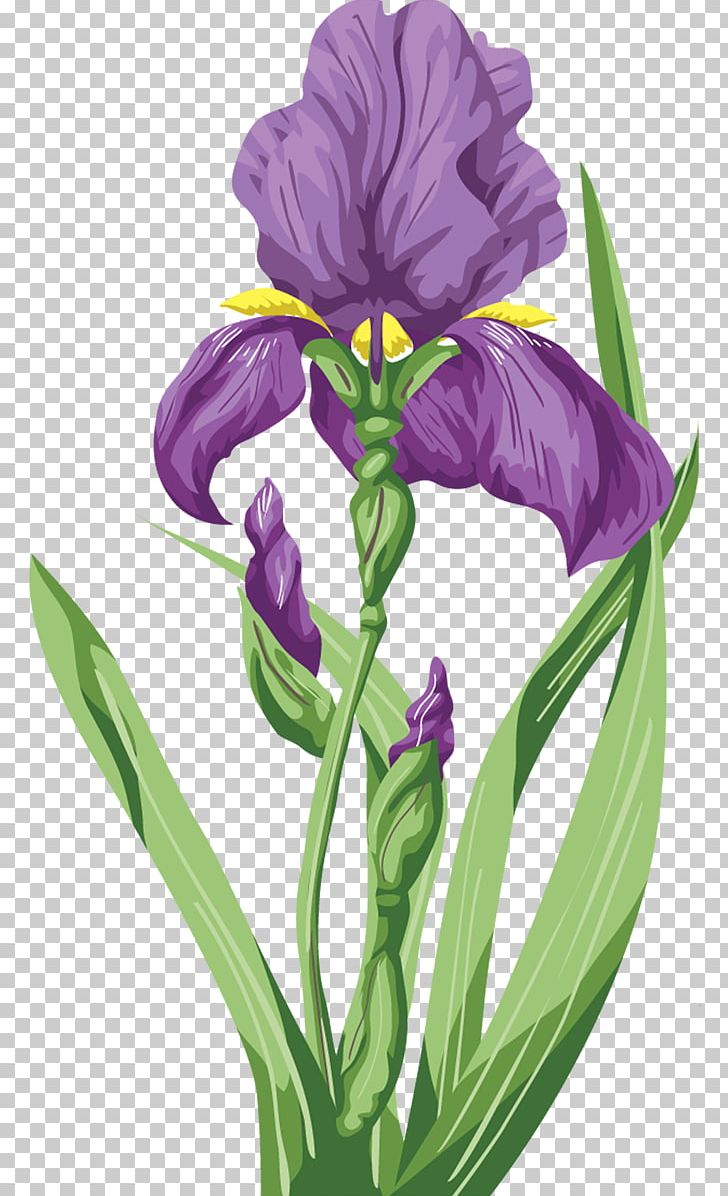 Irises Flower Wall Iris Purple PNG, Clipart, Blue, Cut Flowers, Flower, Flowering Plant, Iris Free PNG Download