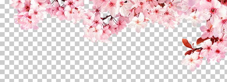 National Cherry Blossom Festival Stock Photography Advertising PNG, Clipart, Advertising, Blossom, Branch, Cherry, Cherry Blossom Free PNG Download