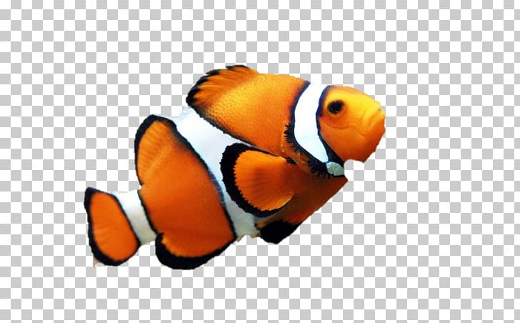 Orange Clownfish Drawing PNG, Clipart, Animals, Aquarium, Beak, Clownfish, Drawing Free PNG Download