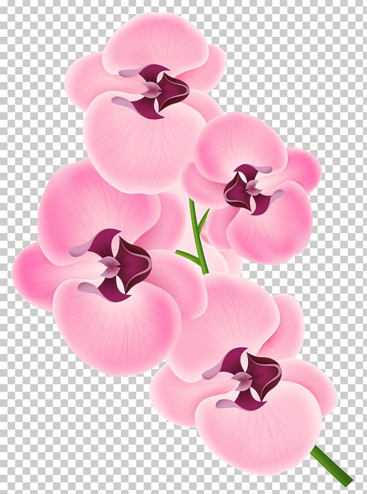 Orchids PNG, Clipart, Boat Orchid, Clipart, Clip Art, Color, Cut Flowers Free PNG Download
