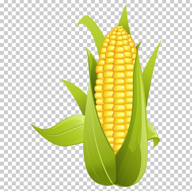 Corn On The Cob Maize PNG, Clipart, Baogu, Cartoon, Cartoon Corn, Commodity, Corn Free PNG Download