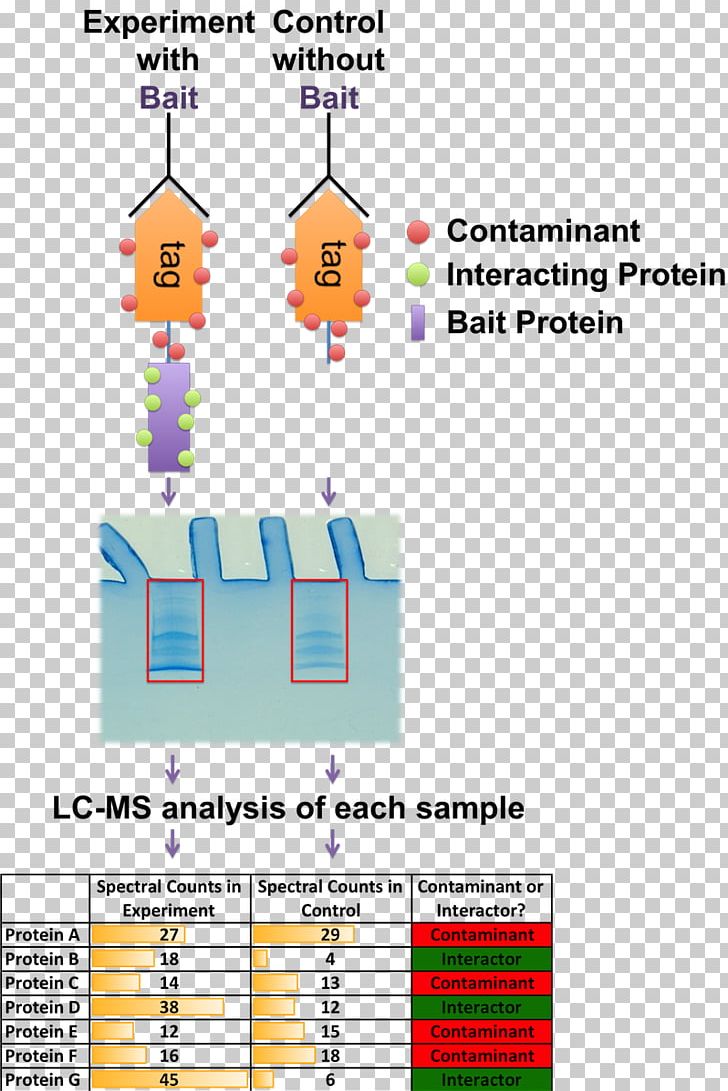 Mass Spectrometry Interactome Label-free Quantification Immunoprecipitation Stable Isotope Labeling By Amino Acids In Cell Culture PNG, Clipart, Affinity Chromatography, Angle, Area, Crosslink, Diagram Free PNG Download