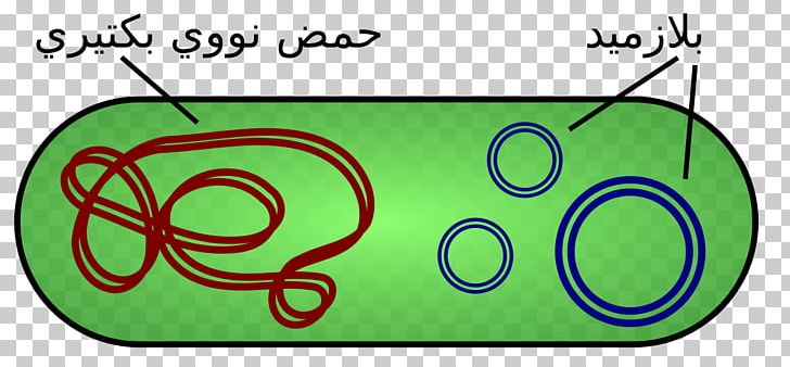 Plasmid DNA Bacteria Cloning PNG, Clipart, Arabic, Area, Art, Bacteria, Cell Free PNG Download