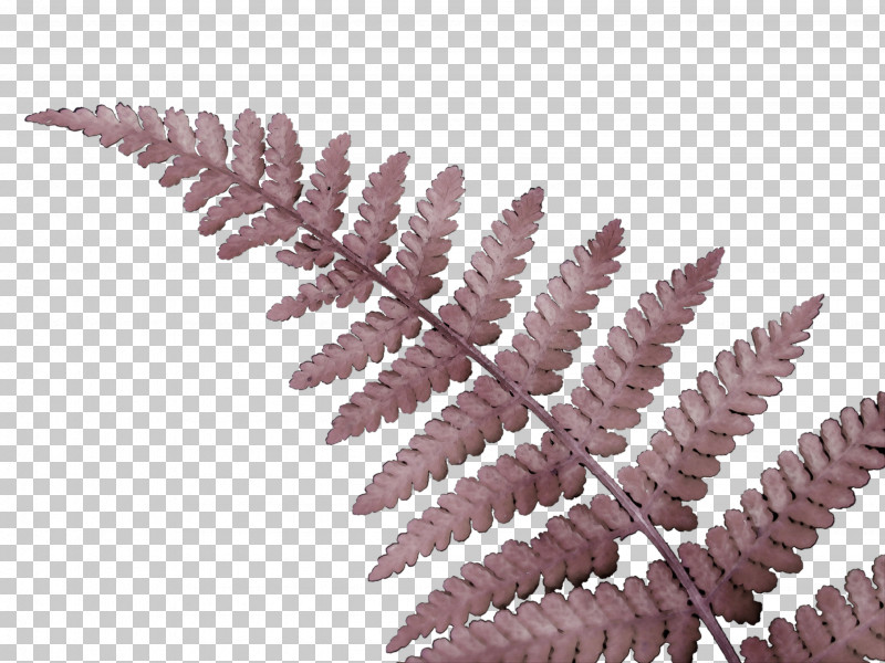 Fern PNG, Clipart, Fern, Ferns And Horsetails, Flower, Leaf, Paint Free PNG Download