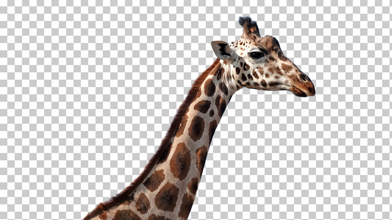 Giraffe Animal Figurine Wildlife Snout Terrestrial Plant PNG, Clipart, Animal Figurine, Biology, Giraffe, Giraffids, Science Free PNG Download