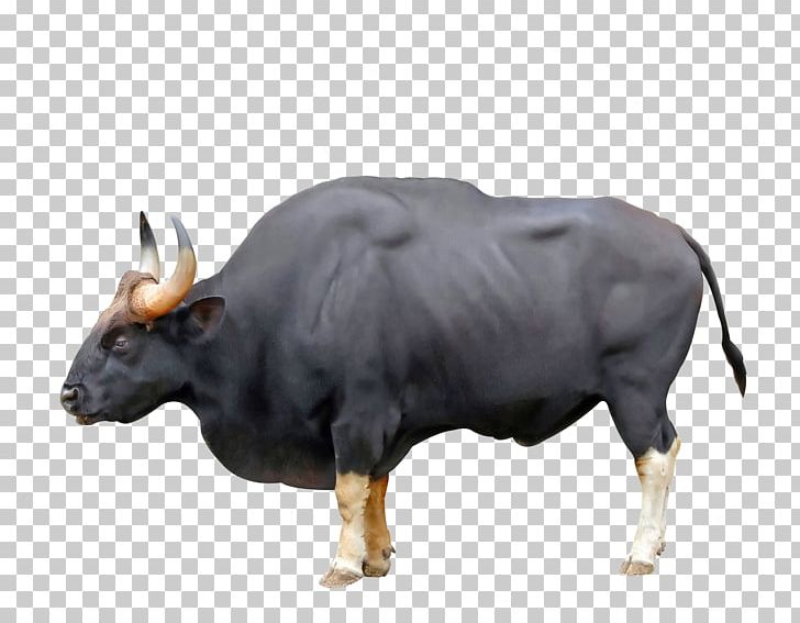 Ankole-Watusi Ox Gaur Chillingham Cattle Water Buffalo PNG, Clipart, American Bison, Ankole Watusi, Ankolewatusi, Aurochs, Banteng Free PNG Download