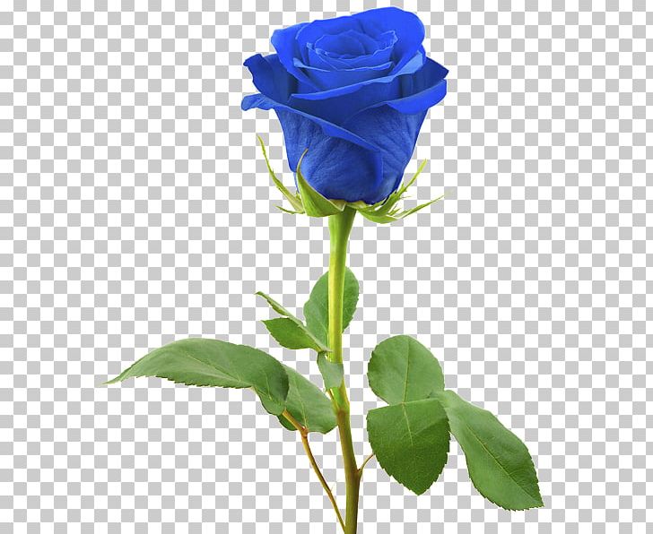 Blue Rose Stock Photography PNG, Clipart, Blue, Blue Rose, Bud, Cut Flowers, Depositphotos Free PNG Download