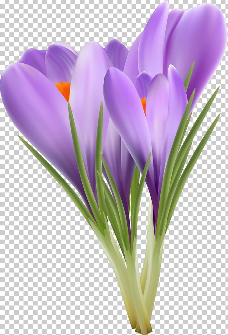 Flowering Plant Crocus Violet Lilac PNG, Clipart, Crocus, Cut Flowers, Flower, Flowering Plant, Iridaceae Free PNG Download