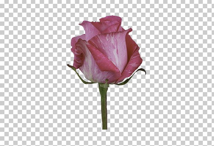 Garden Roses Cabbage Rose China Rose Floribunda Pink PNG, Clipart, Aroma, Bud, China Rose, Cut Flowers, Floribunda Free PNG Download