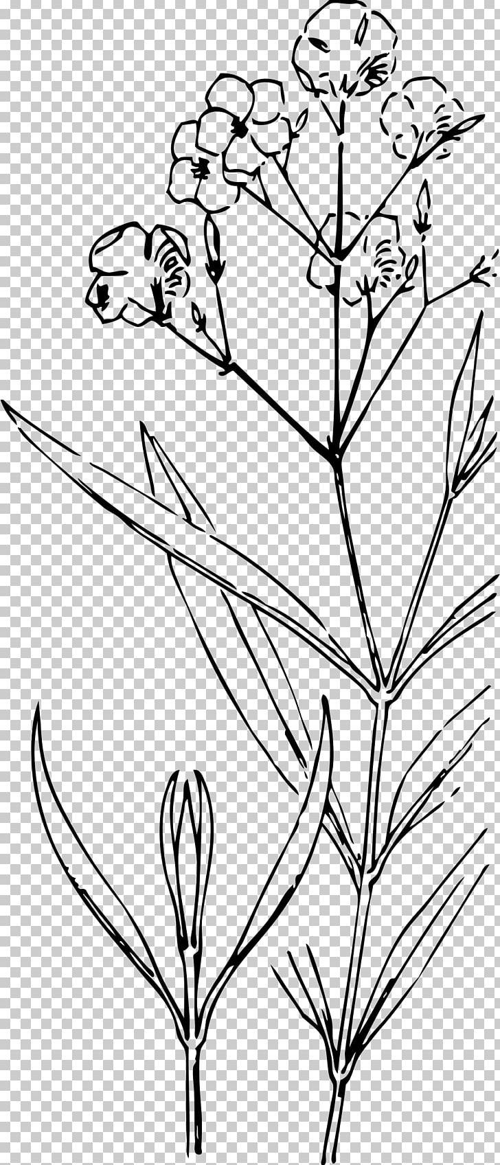 Nature Drawing And Design; Oleander PNG, Clipart, Angle, Art, Black And White, Botanical Illustration, Botany Free PNG Download