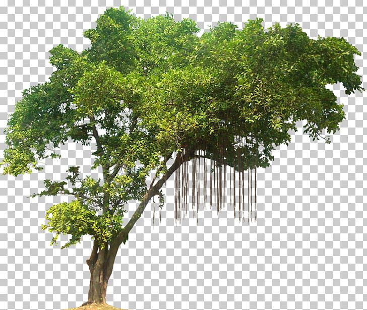 Tree Tropical Rainforest PNG, Clipart, Branch, Display Resolution, Grass, Houseplant, Image File Formats Free PNG Download