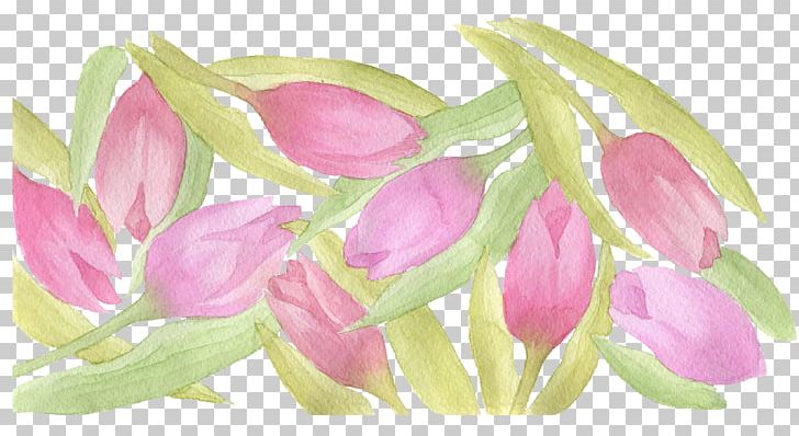 Tulip Watercolor Painting PNG, Clipart, Black And White, Blue Shading, Designer, Download, Encapsulated Postscript Free PNG Download