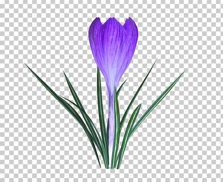 Crocus Plant Stem Cut Flowers PNG, Clipart, Crocus, Cut Flowers, Flower, Flowering Plant, Herbaceous Plant Free PNG Download