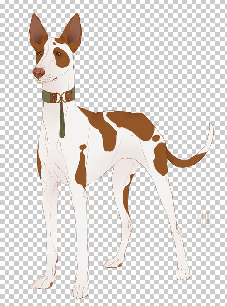 Italian Greyhound Whippet Spanish Greyhound Ibizan Hound PNG, Clipart, Animal Sports, Breed, Carnivoran, Dog, Dog Breed Free PNG Download