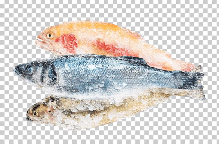 Sardine Fish Products Pacific Saury Oily Fish PNG, Clipart, Adverb, Animals, Animal Source Foods, Chain, Cold Free PNG Download