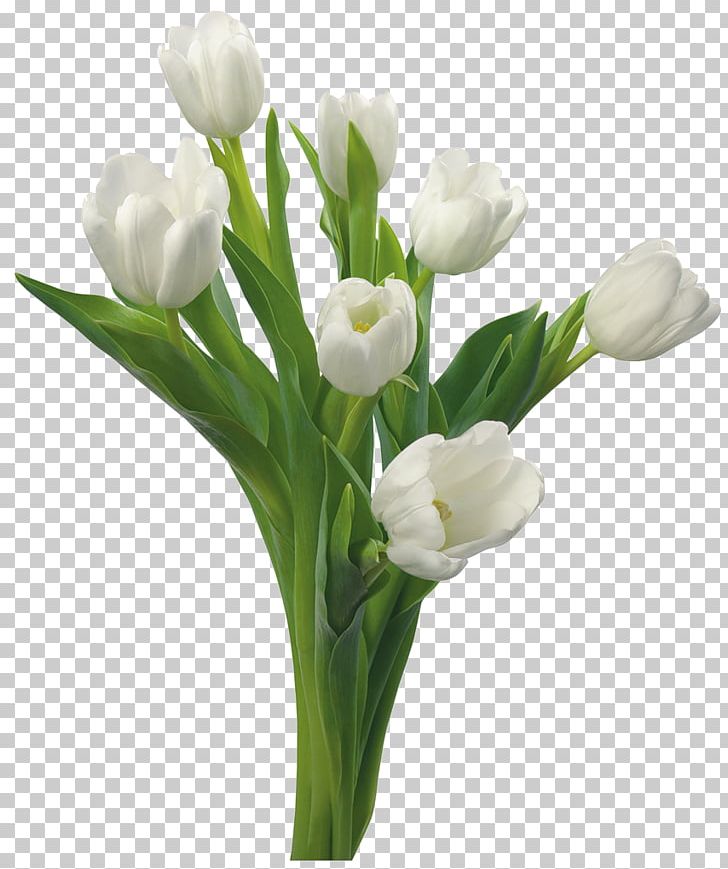 Tulip Flower White Floristry Color PNG, Clipart, Banquet, Color, Cut Flowers, Floral Design, Floristry Free PNG Download