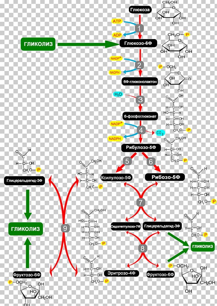 Cellular Respiration Pentose Phosphate Pathway Metabolism PNG, Clipart, 6phosphogluconic Acid, Angle, Area, Biochemistry, Breathing Free PNG Download