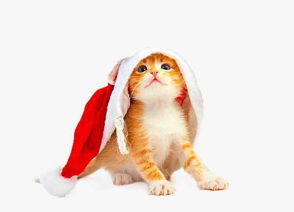 Christmas Cat PNG, Clipart, Cat, Cat Clipart, Cat Clipart, Christmas, Christmas Clipart Free PNG Download