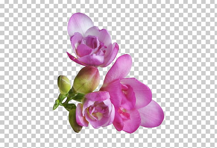 Flower Rosaceae Rose Petal PNG, Clipart, Blossom, Cut Flowers, Floral Design, Flower, Flowering Plant Free PNG Download