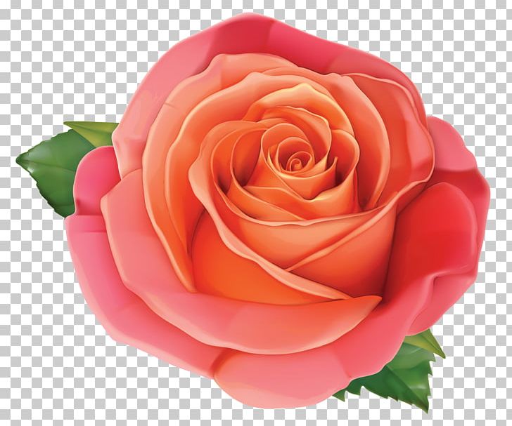 Rose Pink PNG, Clipart, China Rose, Clip Art, Color, Cut Flowers, Encapsulated Postscript Free PNG Download